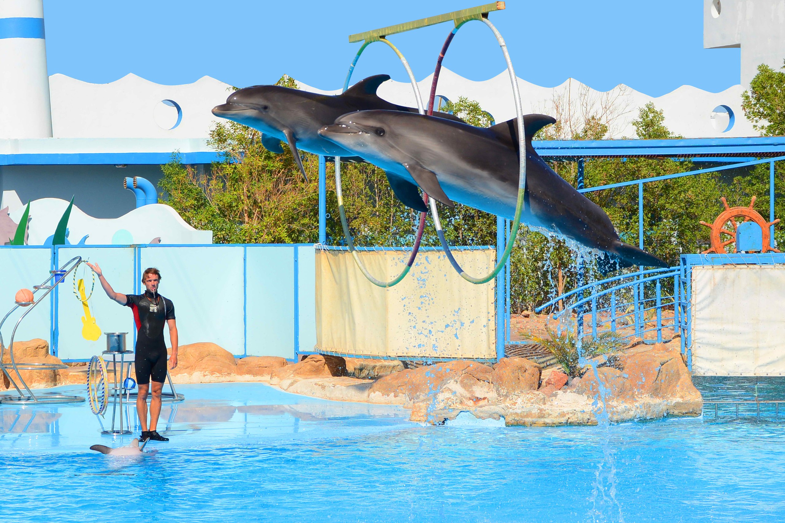 дельфинарий Dolphin World в Хургаде